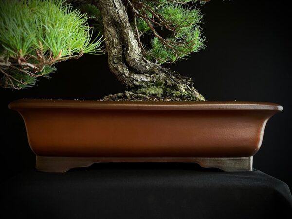 10001 PINUS PENTAPHYLLA