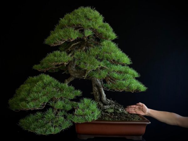 10001 PINUS PENTAPHYLLA