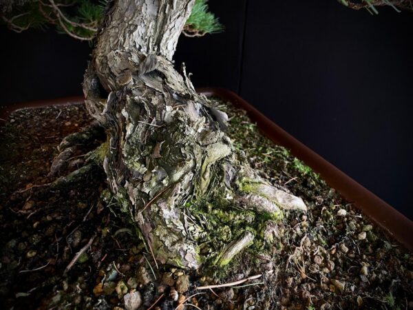 10001 PINUS PENTAPHYLLA