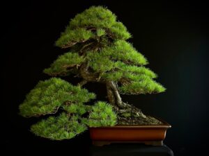 10001 PINUS PENTAPHYLLA