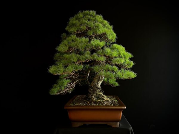 10001 PINUS PENTAPHYLLA