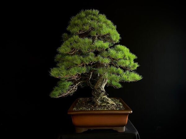 10001 PINUS PENTAPHYLLA