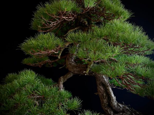 10001 PINUS PENTAPHYLLA