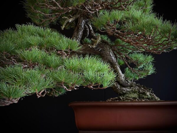 10001 PINUS PENTAPHYLLA