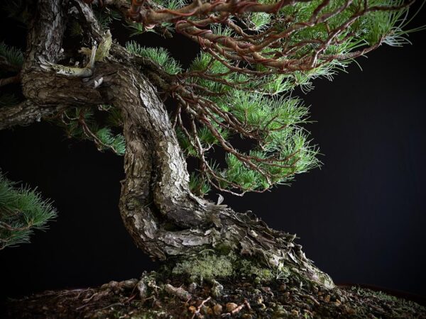 10001 PINUS PENTAPHYLLA