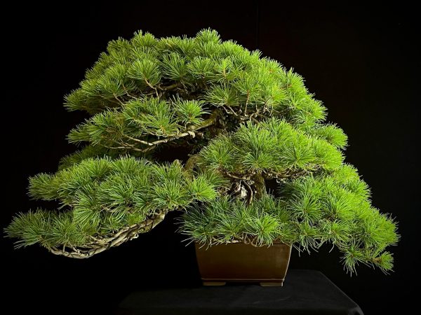 18I-5430 PINUS PENTAPHILLA