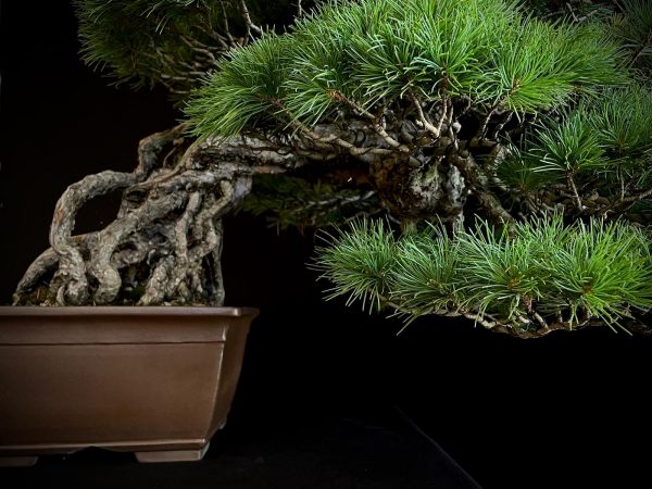 18I-5430 PINUS PENTAPHILLA