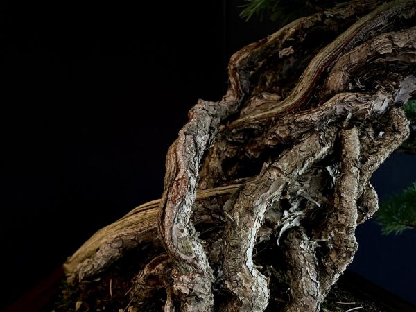 18I-5430 PINUS PENTAPHILLA