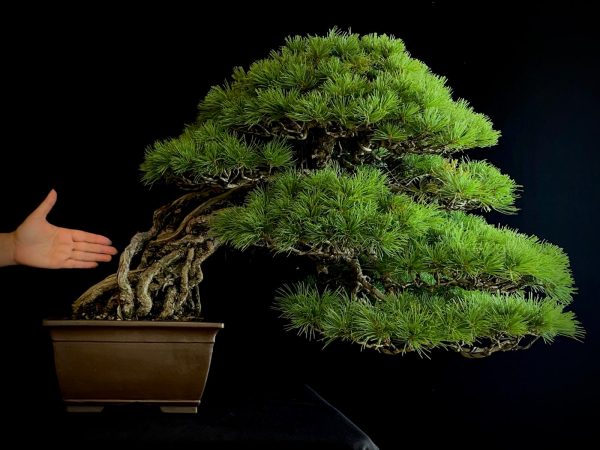 18I-5430 PINUS PENTAPHILLA