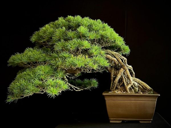 18I-5430 PINUS PENTAPHILLA
