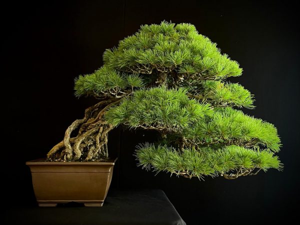 18I-5430 PINUS PENTAPHILLA