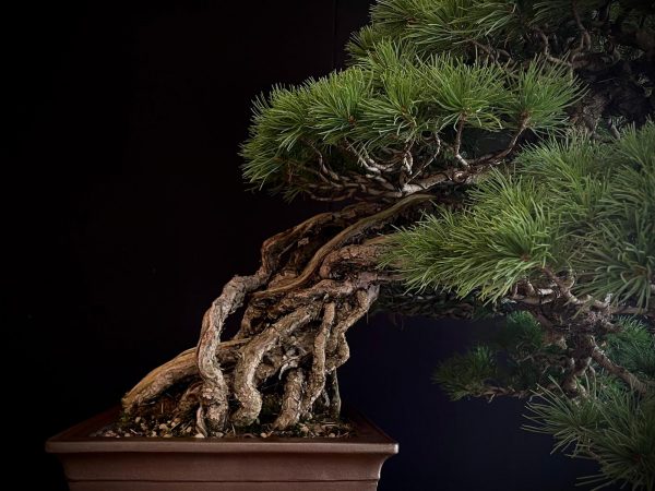 18I-5430 PINUS PENTAPHILLA