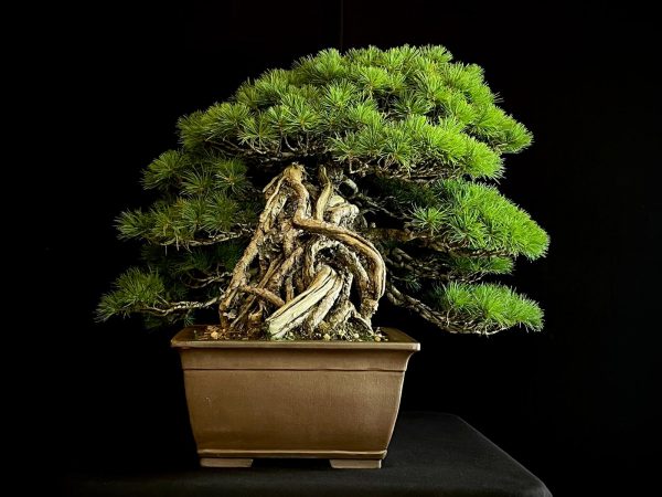 18I-5430 PINUS PENTAPHILLA