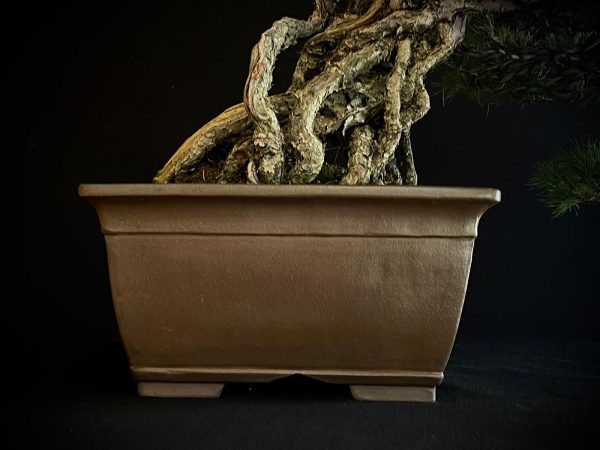 18I-5430 PINUS PENTAPHILLA