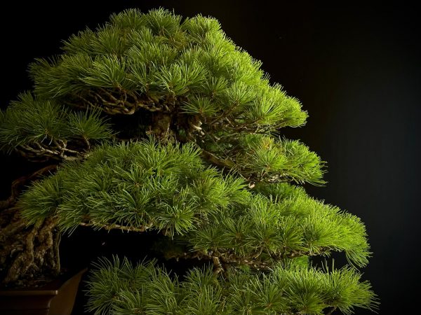 18I-5430 PINUS PENTAPHILLA