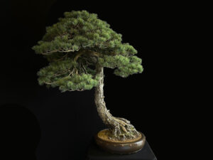 60788 PINUS PENTAPHYLLA