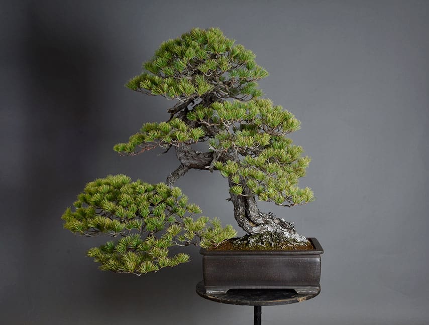 Bonsai Pinus Pentaphylla Suzuki 10001