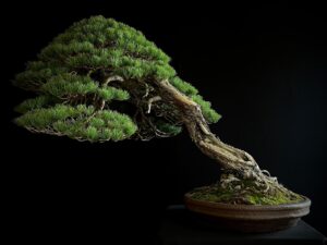 SKU8093 PINUS PENTAPHYLLA