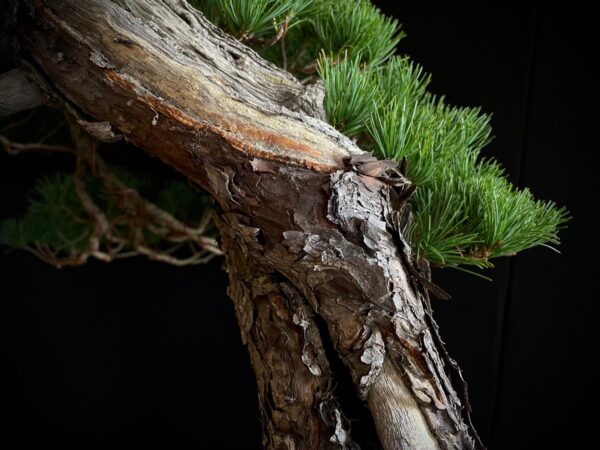 SKU8093 PINUS PENTAPHYLLA