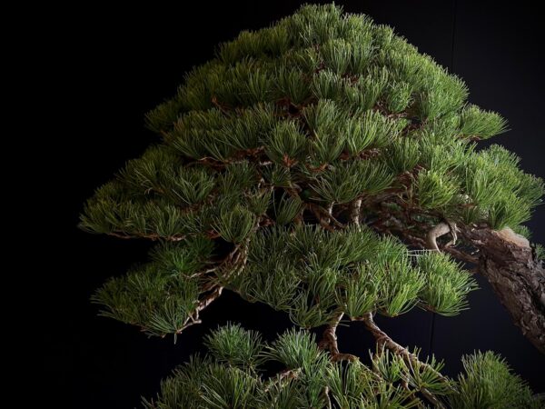 SKU8093 PINUS PENTAPHYLLA