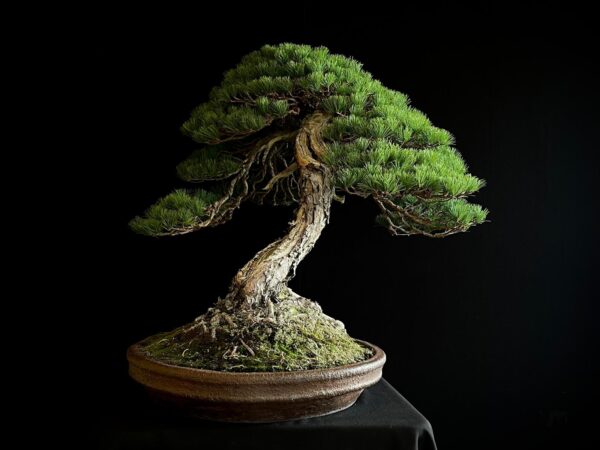 SKU8093 PINUS PENTAPHYLLA