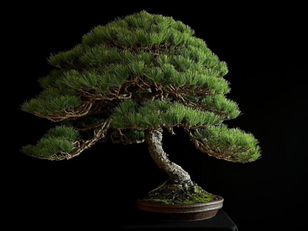 SKU8093 PINUS PENTAPHYLLA