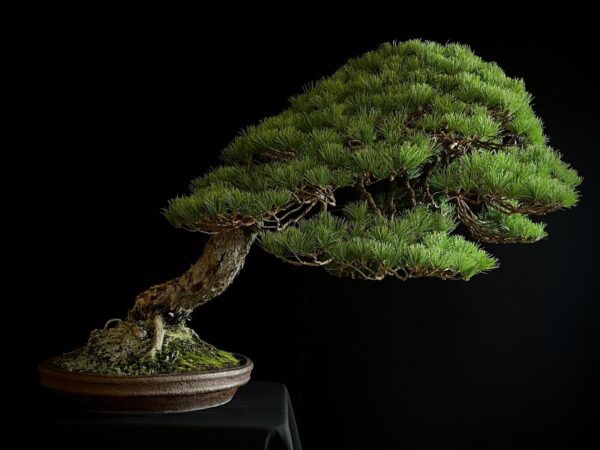 SKU8093 PINUS PENTAPHYLLA