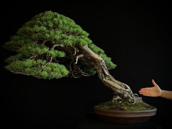 SKU8093 PINUS PENTAPHYLLA