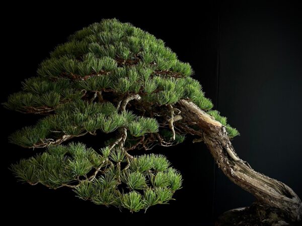 SKU8093 PINUS PENTAPHYLLA