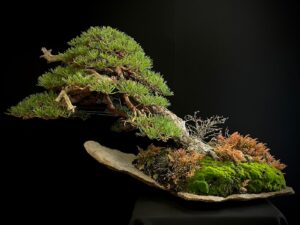 18N-0023 pinus sylvestris (1)