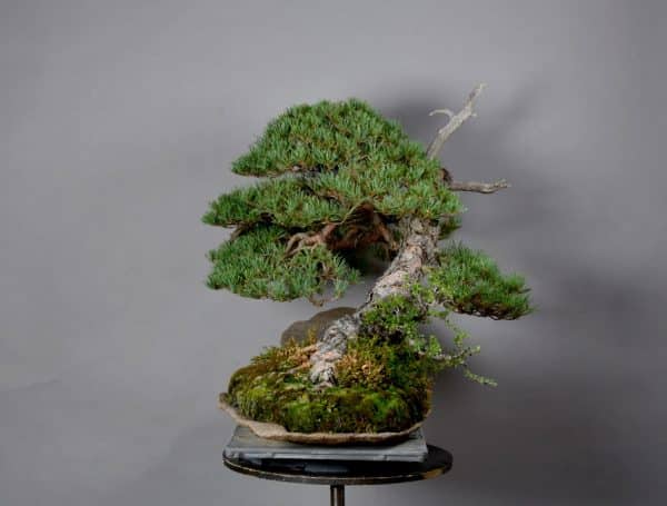 Bonsai Paisaje Pinus Sylvestris 18N-0023-MA