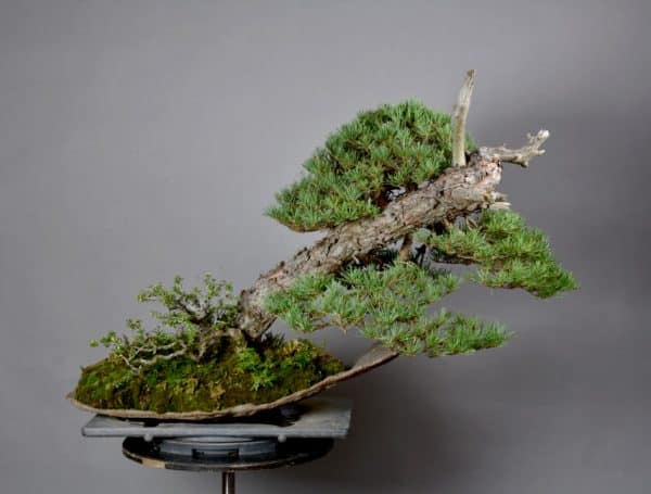 Bonsai Paisaje Pinus Sylvestris 18N-0023-MA