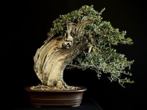 21N-8252 OLEA EUROPEA SYLVESTRIS