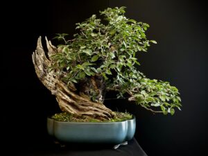 20N-7335 PRUNUS MAHALEB