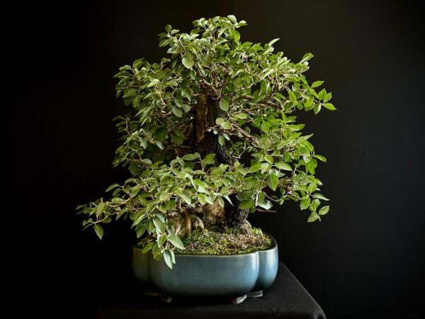 20N-7335 PRUNUS MAHALEB