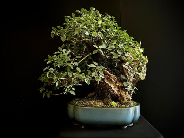 20N-7335 PRUNUS MAHALEB