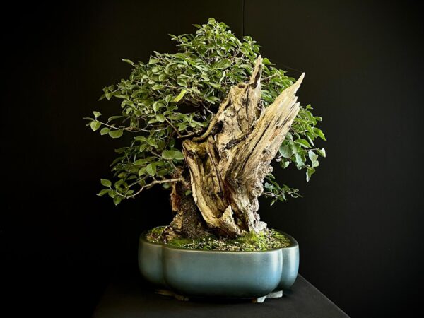20N-7335 PRUNUS MAHALEB