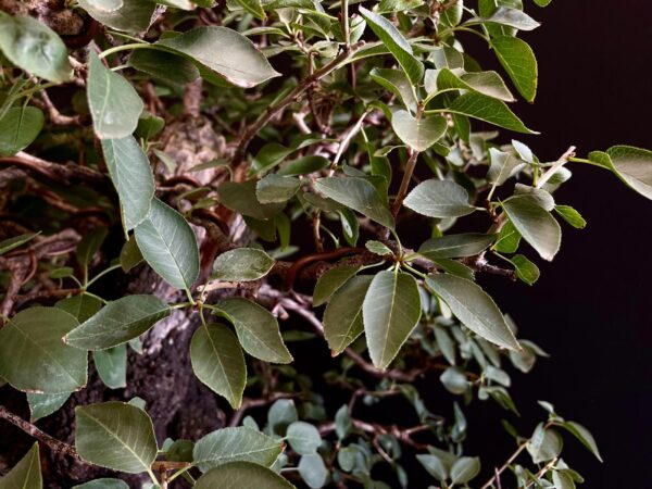 20N-7335 PRUNUS MAHALEB