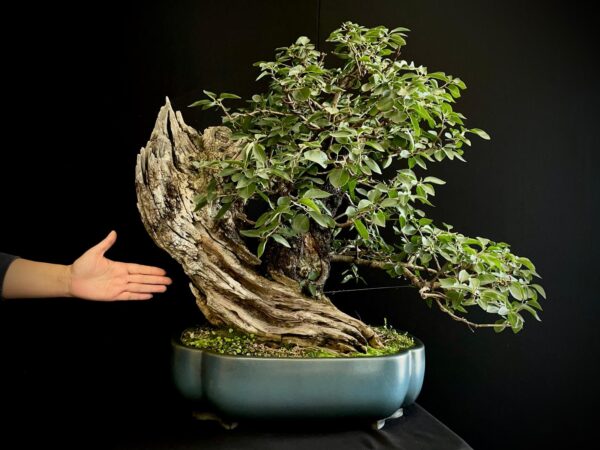 20N-7335 PRUNUS MAHALEB