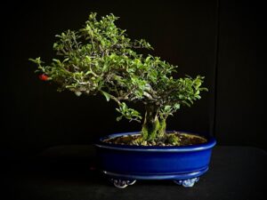 Chaenomeles speciosa