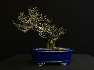 21N-8293 Chaenomeles speciosa