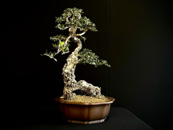 21N-8433 OLEA EURIPEA SYLVESTRIS