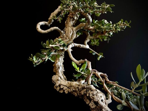 21N-8433 OLEA EURIPEA SYLVESTRIS