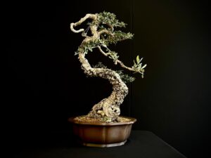 21N-8433 OLEA EURIPEA SYLVESTRIS