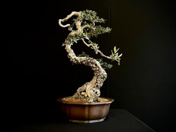 21N-8433 OLEA EURIPEA SYLVESTRIS
