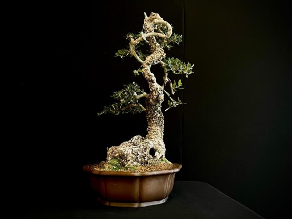 21N-8433 OLEA EURIPEA SYLVESTRIS