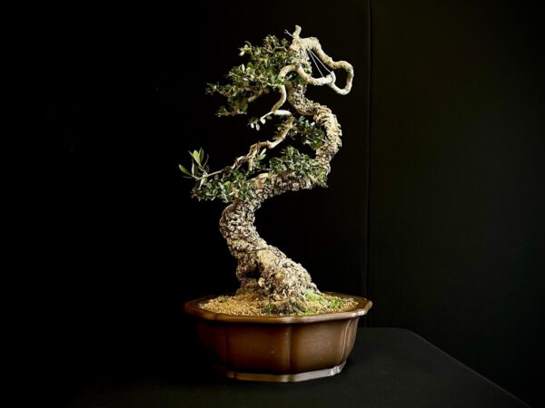 21N-8433 OLEA EURIPEA SYLVESTRIS
