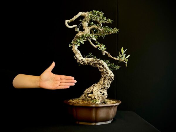 21N-8433 OLEA EURIPEA SYLVESTRIS