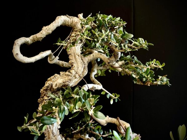 21N-8433 OLEA EURIPEA SYLVESTRIS