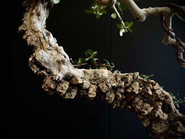 21N-8433 OLEA EURIPEA SYLVESTRIS